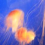 jellyfish Aquarium Vancouver