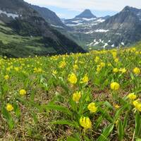 Glacier Lily in front of Glacier Mountains