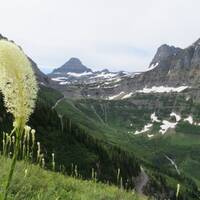 Bear Grass at Glacier Mountains