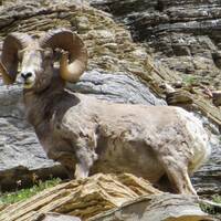 Bighorn Sheep on mountain