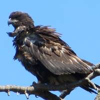 jonge Bald Eagle