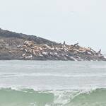 Zeeleeuwen op rots voor de kust