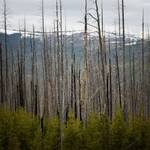 Bosbranden veranderen rigoureus het landschap.