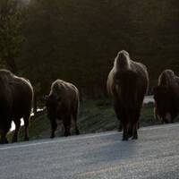 Bisons Yellowstone NP