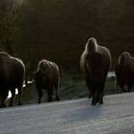 Bisons Yellowstone NP