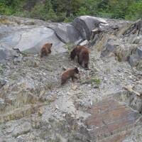 Moeder beer met haar 2 cubs