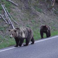 Grizzly beren aan de wandel
