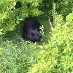 Whistler, Zwarte beer