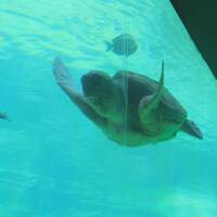 Reuzen schildpad SeaWorld