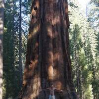 Giant Sequoia in Mariposa Grove (Yosimite Park)