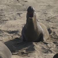 Elephant Seal nabij San Simeon