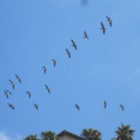 Pelikanen vliegen over Laguna Beach