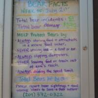 Bear Facts - Hoge berenactiviteit op de camping!