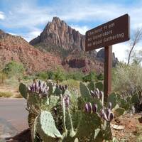 Zion: ingang Watchman campground