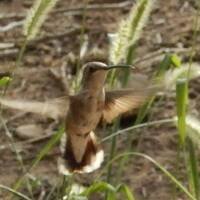 Hummingbird in Zion (kolibrie)