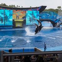 Orca show Sea World