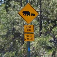 Bear crossing at Lake Tahoe