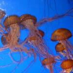 Kwallen in het zee aquarium van Monterye