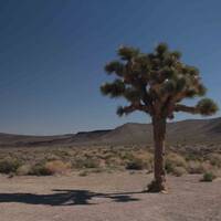 Joshua Tree in de Californian Desert