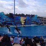 Shamu  the Killer whale - show