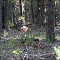 Voorbijlopend wild in Yosemite