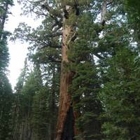 Grizzly Giant Sequoia, Mariposa Grove, Yosemite