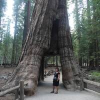 California Tunnel Tree, sequoia, Mariposa Grove, Yosemite