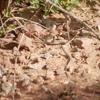 Snake in Capitol Reef, Grand Wash hike