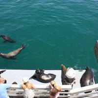 Santa Cruz: zeeleeuwen op de pier