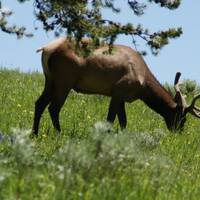 Wildlife in Yellowstone Park