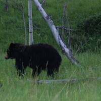 Black Bear near Turner Valley