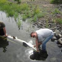 big fish ruin 2 meter steur in snake river Idaho