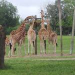 Giraffes @  Busch Garden Tampa