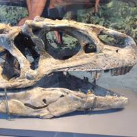Mooiste gevonden schedel, Allosaurus