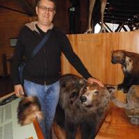 Een lieve tamme beer in het museum van Glacier National Park