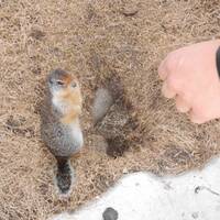 Canadese grondeekhoorn eet uit de hand :)
