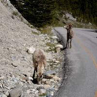 Wildlife on bow valley road from Lake Louise to Banff