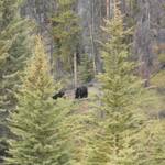 Zwarte grote beer en zwarte kleine beer onderweg naar Jasper
