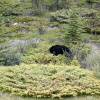 Zwarte kleine beer onderweg naar Jasper