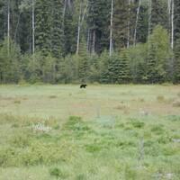 Zwarte beer gezien vanop veilige afstand