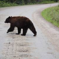 Bruine beer op de weg in Wells Grey PP