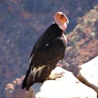 californische condor, 