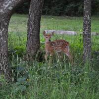 Bambi vlakbij de camper op camping Big Meadows in het Shenandoah NP