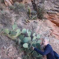 18-cactus