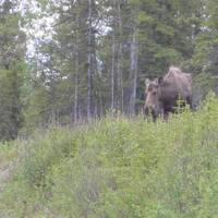 Denali: moose