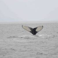 bultrug-walvis: tail