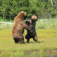 vechtende beren