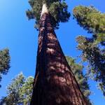 Yosemite NP, sequoia