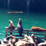 Monterey, zeeleeuwen op de pier