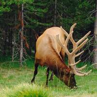 Elk or Moose?  (Yellowstone)